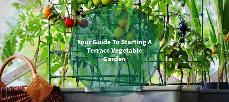 Terrace Vegetable Garden